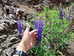 Lupinus ermineus