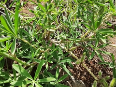 Lupinus ermineus