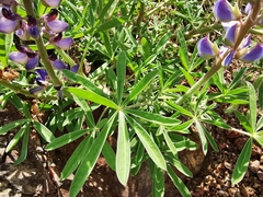 Lupinus ermineus