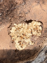 Camponotus semitestaceus