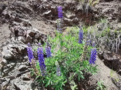 Lupinus ermineus