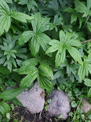Anemonastrum canadense