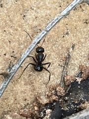 Camponotus mina