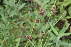 Rhynchospora glomerata angusta