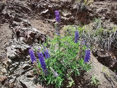 Lupinus ermineus