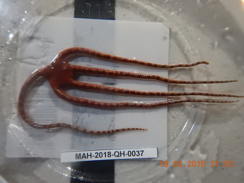 Ophioderma rubicundum observed 2018-03-18