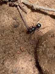 Camponotus mina