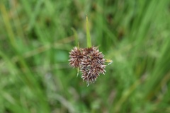 Rhynchospora glomerata angusta