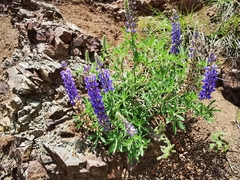Lupinus ermineus