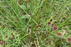 Rhynchospora glomerata angusta