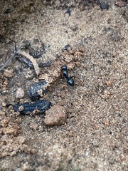 Camponotus mina