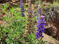Lupinus ermineus