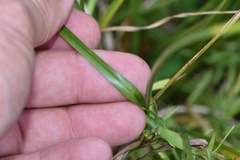 Rhynchospora glomerata angusta