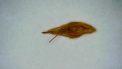 Rhynchospora glomerata angusta