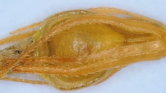 Rhynchospora glomerata angusta