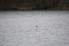 Podiceps auritus cornutus