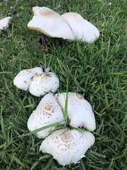 Chlorophyllum molybdites