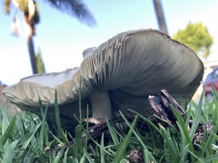 Chlorophyllum molybdites