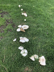 Chlorophyllum molybdites