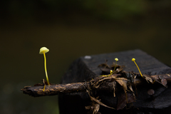 Mycena chusqueophila