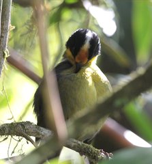 Atlapetes pallidinucha