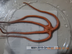 Ophioderma rubicunda