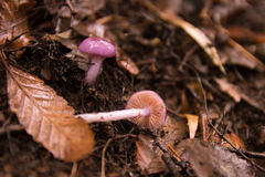 Cortinarius magellanicus