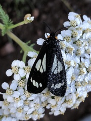 Gnophaela discreta