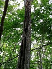 Cenostigma eriostachys