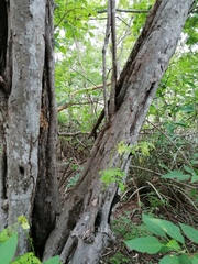 Cenostigma eriostachys