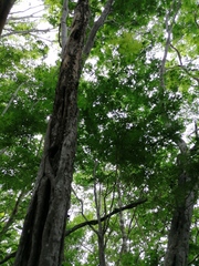 Cenostigma eriostachys