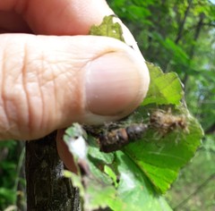 Lymantria dispar dispar