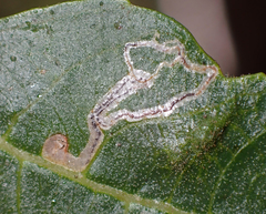 Stigmella longisacca