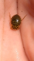 Ambrysus
