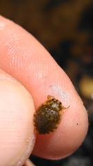 Ambrysus