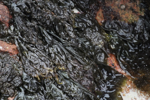 Image of Porphyra capensis by (c) Tony Rebelo, some rights reserved (CC BY-SA)