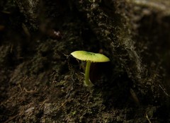 Entoloma necopinatum