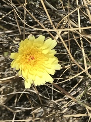 Malacothrix