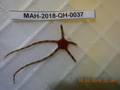 Ophioderma rubicunda