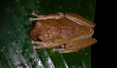 Bokermannohyla circumdata