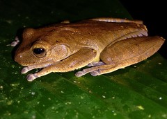 Bokermannohyla circumdata