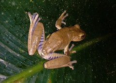 Bokermannohyla circumdata