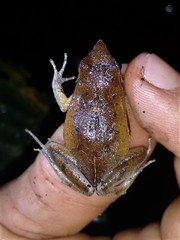 Physalaemus olfersii