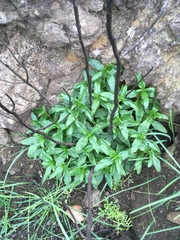 Diplacus parviflorus