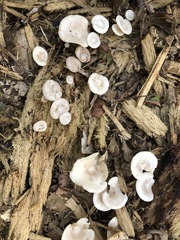 Clitocybe truncicola