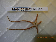 Ophioderma rubicunda