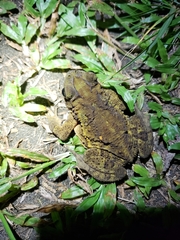 Incilius coniferus