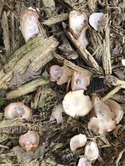 Clitocybe truncicola