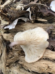 Clitocybe truncicola