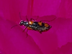 Eupompha elegans perpulchra